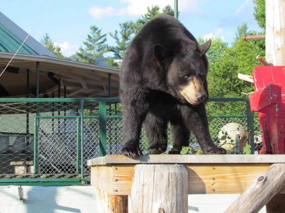 Um urso negro usado em apresentações em Lincoln, em New Hampshire - Estados Unidos